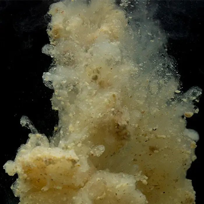 Stick Mix Sticky Manilla 2,5 Kg - Tienda Carpfishing