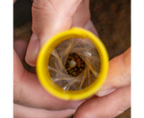 Sistema de fabricação de sacolas pva Avid Carp