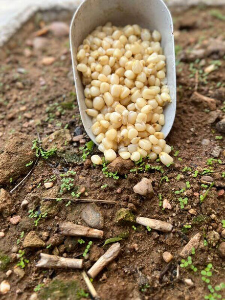 Maíz Blanco Particles For Fishing 3 kg - Tienda Carpfishing