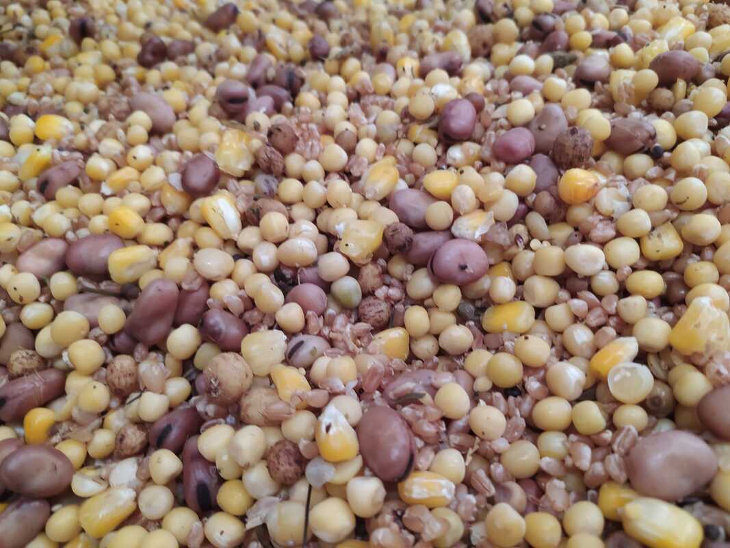 Mix Semilla Gruesa Superbaits 5 kg - Tienda Carpfishing